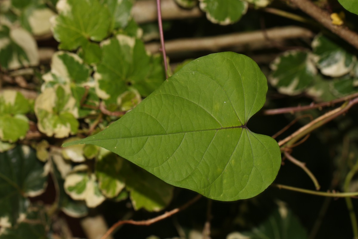 Ipomoea muricata (L.) Jacq.